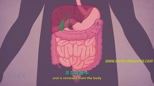 【中英文双语字幕版】【专业组 非商业动画类】药代动力学概述 - 代谢和排泄 Overview of Pharmacokinetics - Metabolism