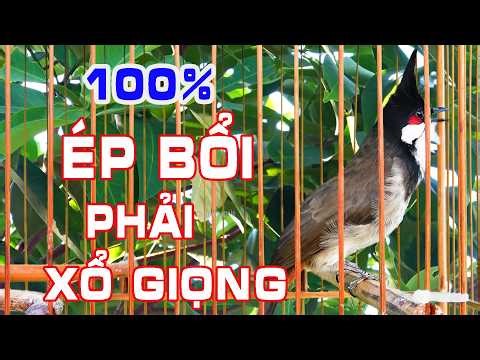 Chào Mào Hót Nhẹ Kích Bổi Mau Lên Lửa!.. Luyện Chào Mào Hót Đấu - Chào Mào Kích Trống Căng Lửa