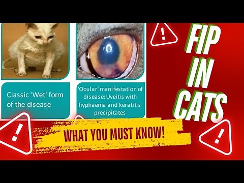What Are the Symptoms of FIP in Cats? Can Cats with FIP Survive? #fipincat #catfip #fip
