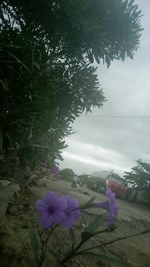 Vibrant Purple Flowers in Full Bloom Garden Scene