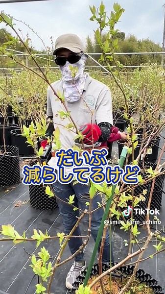 【ブルーベリー切り過ぎてないか聞いてみた】 大急ぎでブルーベリーを剪定しています たくさん枝がなり 花が咲いているのですが 農園主うっちーは バッシバシ切っていきます！！ 広報はまだ思い切り切っていくことできず ほんまに切って良いの？！ 花が実をつけるんじゃないの？！ と思って 切り過ぎてないか聞いてみました 枝を剪定したり花芽を調整することで 美味しい実を着けるのだとか たくさん甘い大きい実がなるといいなーと思います！ 🫐🫐🫐🫐🫐🫐🫐🫐🫐🫐 2024年6月に ブルーベリー収穫農園プレオープン予定です こちらでも様子など発信していきます お楽しみに〜 #ブルーベリー #ブルーベリー狩り #おでかけ #観光農園