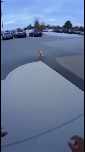 Cat stealing a fish #ai #aiart #aishorts #aivideo #cat