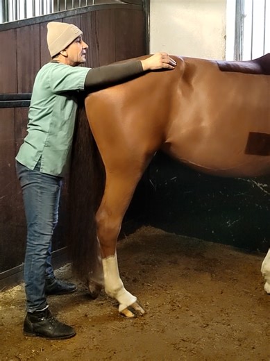 Equi Global Therapy Osteopathy session's under Magnetic hypnosis : reflexology healing to adjusting the back and pelvis movements synchronisation ☯️⚖️⚙️✨ #equiglobaltherapy #equiosteopathy #reflexology #equine #equithérapie