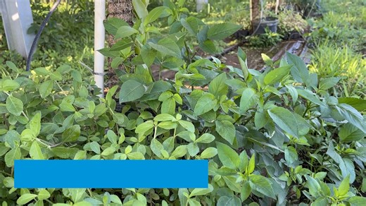 We’re exploring agrivoltaics at some of our solar energy centers across Florida — where the land can work double duty! This approach combines solar power generation with agriculture. At FPL Miami-Dade Solar, researchers from the University of Florida Institute of Food and Agricultural Sciences are growing crops alongside solar panels and studying the results. 🌱 It’s all part of growing Florida’s future! ☀️ | Florida Power & Light