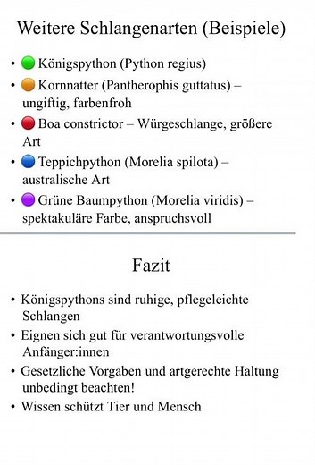 Kleine Erklärung über den Königspython🐍