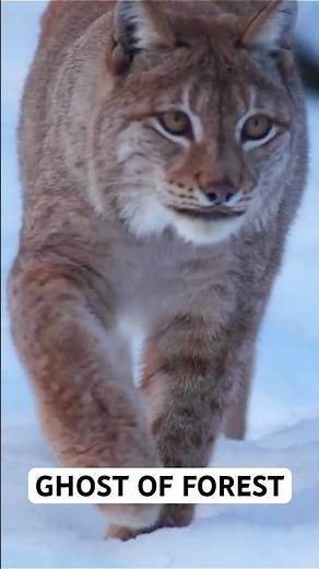 Lynx: The Silent Assassin of the Forest 🐾🌳 #animals #lynx #shorts