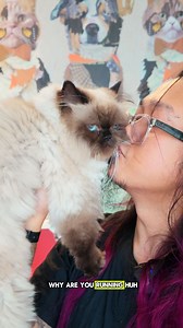 Stinky Little Yoda Yoda came in for a wash as he really stinks 😹. He really looks like Yoda from #starwars 😹 Grumpy Squishy Face. He loved the new Cat treat from @cosmopet.ae 😻. | The Calm Cat Whisperer