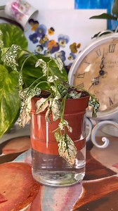 1.8K views · 36 reactions | happy plants compilation #plantok #plantoftiktok #planttok #calmingvideos #timelapsevideo #bottomwateringplants | Alyplantsnstuff | Facebook