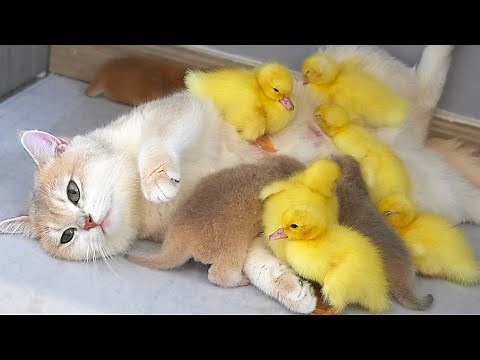Mom cat also is a mother duck. Ducklings are very clingy to mom cat. Baby kitten live with ducklings