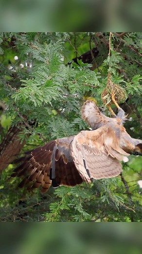 Another angle of Masked Weave hitting African Harrier Hawk's head (Dive Bomb) in Kruger National Park The Hawk was raiding the nest and the weaver dad was protecting it's chicks #krugernationalpark #kruger #knp #krugerpark #animalvideos #fyp #viral_video #birdlife #birdcall #birdwatching #birding #birdingphotography | Xipandza Mananga