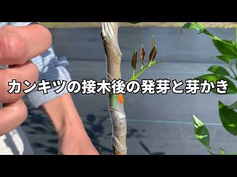 ③カンキツの接木後の発芽と芽かき【東京都島しょ農林水産総合センター】