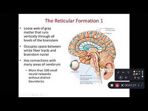 BIOL 214 Midbrain & Reticular Formation (Ch 14 Part 5)