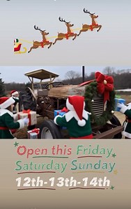 🌲 THE PERFECT TREE: Choose-and-cut your own fresh pine or pick a stunning pre-cut Fraser Fir! This weekend. | Spruceberry Farm