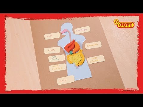 Cómo hacer el cuerpo humano con plastilina JOVI