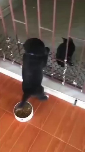 Dogs Cave on TikTok