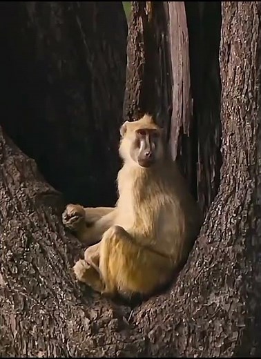 Tiger Mother’s Fight for Survival Wild Tiger Cubs Life Documentary