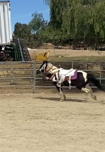 Exciting New Tricks with Painted Pony for Uno