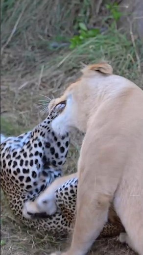 Leopard vs Lion By info wild news