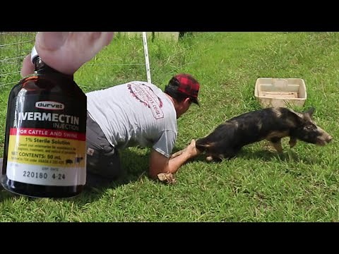 Treating Pigs For Parasites. Ivermectin Injection. FFE#83