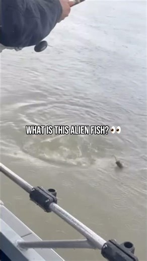 Crazy Alien Fish Caught! #fishing #fishingshorts #fishingvideos