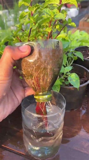 “Hidroponia desde cero: cómo cultivar alimentos sin tierra, ahorrar en comida
