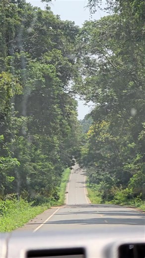 Understanding Baboons: Facts About Callosities