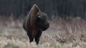 Why bison are back in Britain after 100 years