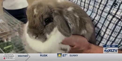 Cajun and Cowboys Showdown Rabbit Show brings competition to Longview