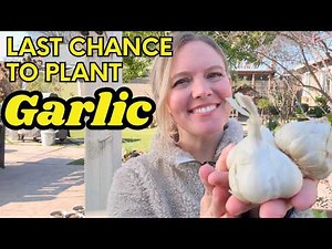 Wait! You Can Still Plant Garlic in January (If you live in California Zone 9b)