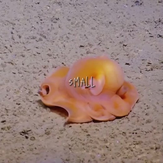 Dumbo Octopuses: Fascinating Creatures of the Ocean