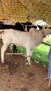 255K views · 10K reactions | Jaffar mandi 2021  | Bulls Of Pothwar | Facebook