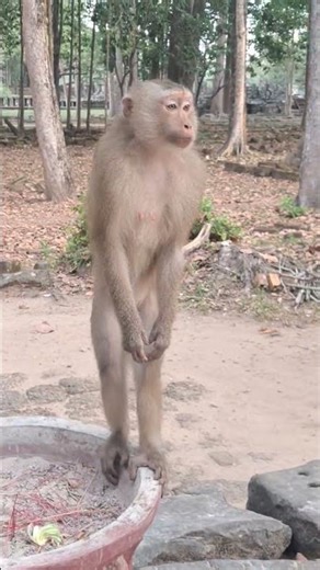 this monkey standing and call best friends 🙉