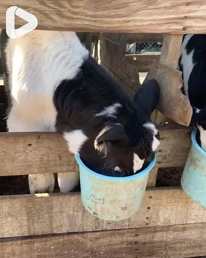 466K views · 8.1K reactions | This cow hasn't quite mastered how to drink milk yet!  ViralHog | IGV | Facebook