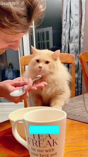 Cat Funny Videos 😅 Cute Cats Kittens 🐕 # Episode 4371