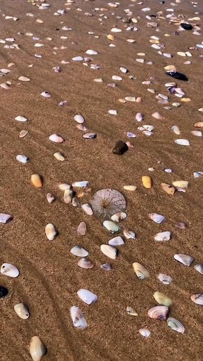 #seashellz #californiahiddengems #beachdays #exploremoreoutdoors #seashellcollection #oceanviews #californiabeaches #seashellsbytheseashore #beach