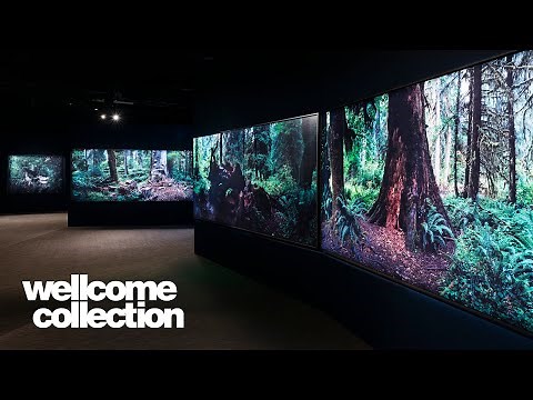 Exhibition highlights | 'Tranquillity' curator tour | Wellcome Collection