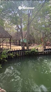 103K views · 1.5K reactions | "El Corchito" en Progreso 殺 ⏱ Horario de Lunes a Domingo. 09:00 a 17:00 hrs. (Horario de Visita). 09:00 a 16:00 hrs. (Horario de Taquilla). Precios: ✅Niños (5-10 años): $35 pesos ✅Adultos:$45 pesos (Mostrando INE) ✅Adultos mayores con credencial del Inapam: $35 ✅Extranjeros: $90 pesos | Telesur Yucatán | Facebook