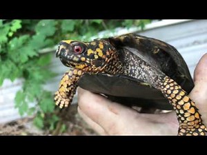 Male or Female Eastern Box Turtle?
