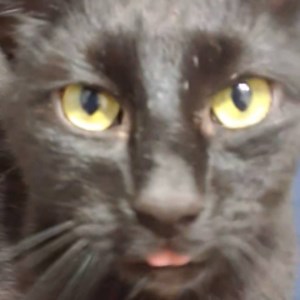 NoCaffeine27 - Twitch