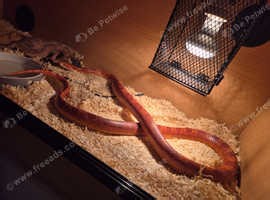 Cornsnake for sale - £70