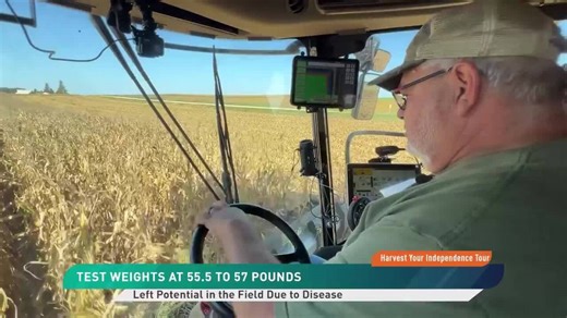 Record Corn Yield Potential in Northeast Iowa Cut 30-Plus Bushels Due to Disease