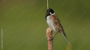 Common reed bunting (Emberiza schoeniclus) song call, European bird singing at the water