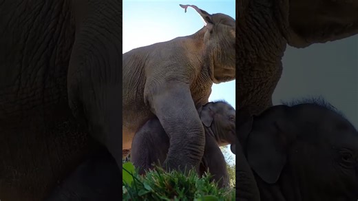 Baby elephant having lunch outdoors in its habitat