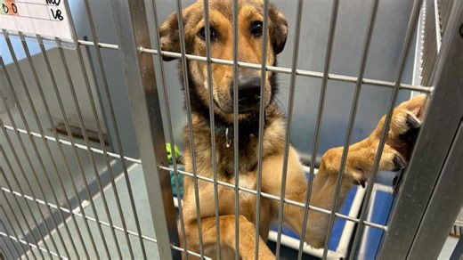 Chesapeake Humane Society looking for holiday fosters