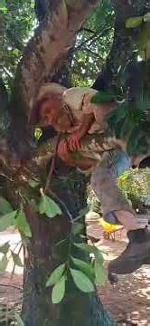 Comigo é assim quando quero uma fruta eu subo no pé e pego cm as mãos #homemraiz #thare