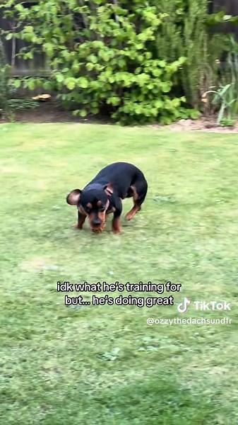 Dog's Hilarious Training for Unknown Purpose