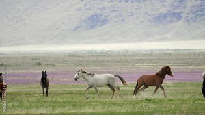 Slow motion wild horses mating in the west desert in Utah
