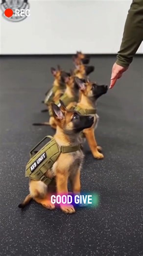 These K9 Puppies Are Already Professionals! 🐾 #K9Training #k9 #militarydog #short