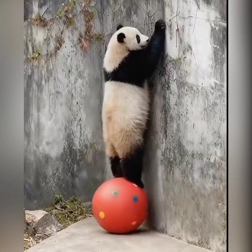 Why Pandas Are Surprisingly Clumsy 🐼 | Cute But Not So Smart? #shorts