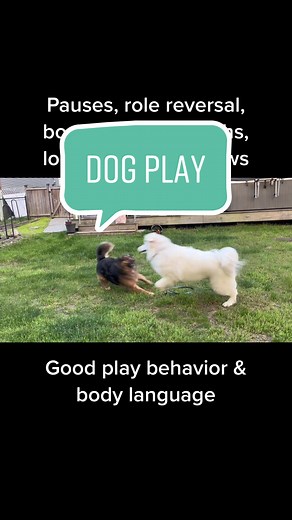 Body language breakdown of dog play! What other signals did you see? #dogsoftiktok #dogtraining #dogbodylanguage #dogtrainer #dogplay